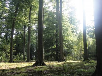 Zoniënwoud Fôret de Soignes UNESCO Werelderfgoed zonlicht bomen natuur