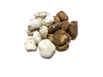 TRACHET BRUZZ ACTUA 1602