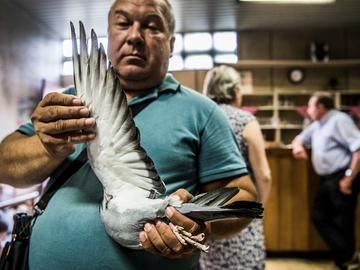 duiven 5 BRUZZ ACTUA 1622