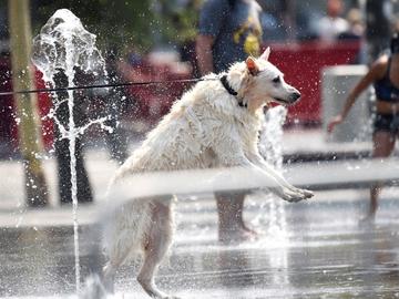 Hittegolf in Brussel droogte spelende hond dierenwelzijn Flageyplein waterfontein dorst hitte warm tropische temperaturen