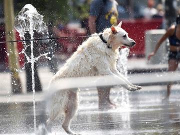 Hittegolf in Brussel droogte spelende hond dierenwelzijn Flageyplein waterfontein dorst hitte warm tropische temperaturen