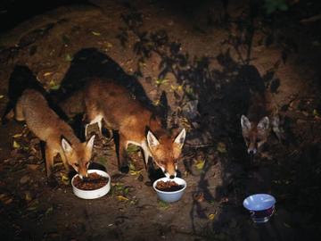 Watermaal-Bosvoorde vossen