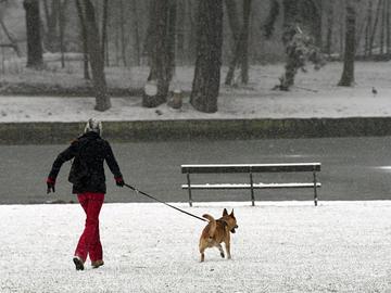 Sneeuw in Brusssel in de winter: wandelen met de hond