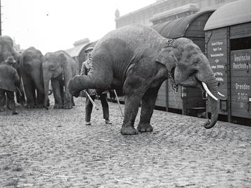 Aankomst dieren Koninklijk Circus in station van Schaarbeek in 1929