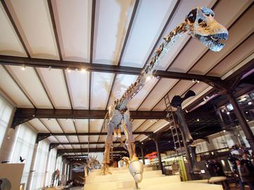 De dinosaurusgalerij in het Belgisch Instituut voor Natuurwetenschappen werd met succes gerenoveerd in 2007