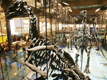 De dinosaurussen in het Belgisch Instituut voor Natuurwetenschappen