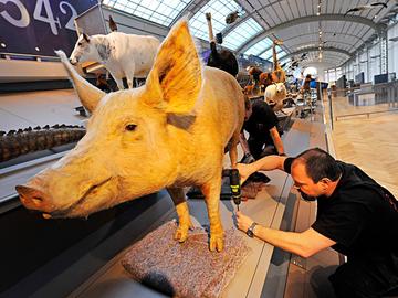 Het Koninklijk Belgisch Instituut voor Natuurwetenschappen