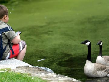 Een kind met rugzakje bij ganzen aan de vijvers in Ter Kamerenbos