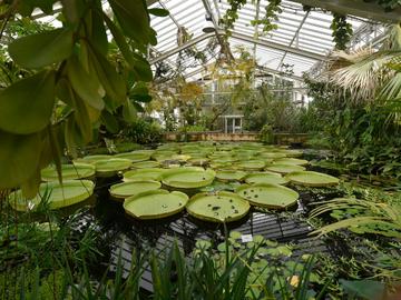 Lelies in de plantentuin van Meise