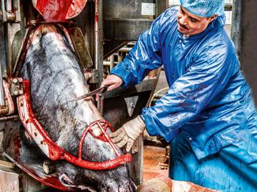 Bij rituele slachting moet de kop van het rund naar Mekka gericht zijn