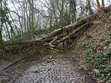 9 februari 2020: onweerschade door storm Ciara in Vorsterielaan in Watermaal-Bosvoorde