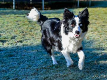 De hond als huisdier