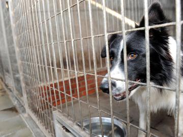 20200324 hond huisdier dierenkennel veeweide veearts dierenhotel dierenasiel dierenverzorging 2