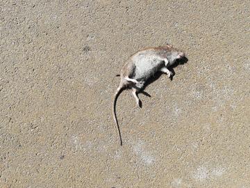Een dode rat op het fietspad langs het kanaal
