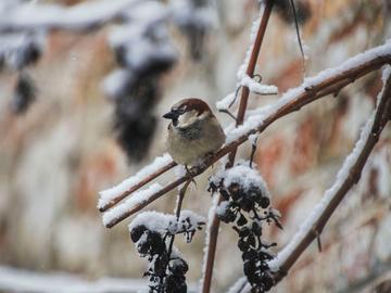 Sneeuw in Jette op zondag 7 februari 2021: vogels kijken