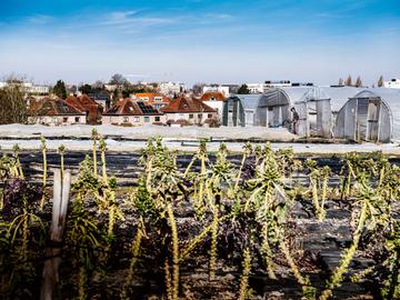 1794 Groene ruimtes 7 chant des cailles Justin aan het ploegen bewerkt-