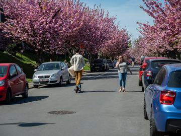 Tuinwijken Le Logis/Floréal in Watermaal-Bosvoorde met de in de lente bloeiende Japanse kerselaars