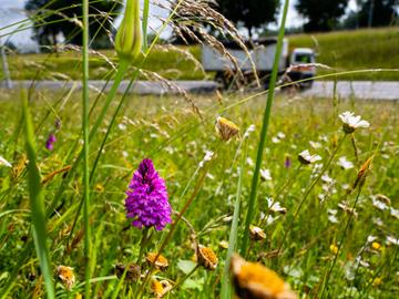 1804 Orchideeen verkeerswissel 5 hondskruid