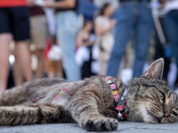 4 september 2022: een kat tijdens de manifestatie Rise For Climate in Brussel