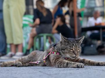 4 september 2022: een kat tijdens de manifestatie Rise For Climate in Brussel