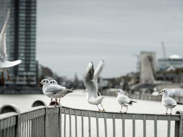 1831 BEELD Vogelgriep 2