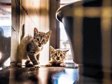 Kittens in dierenasiel Veeweyde in Anderlecht.