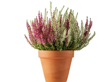 BRZ 20241030 1909 BOTANISCH calluna