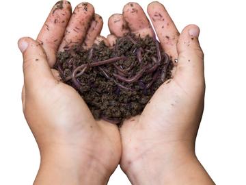 BRZ 20250514 1935 BEESTIG compost Worm