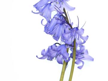 BRZ 20250924 1949 BOTANISCH BRUSSEL Boshyacinth