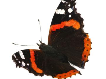 BRZ 20251001 1950 BEESTIG Atalanta butterfly