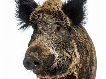 BRZ 20251008 1951 BEESTIG Everzwijn