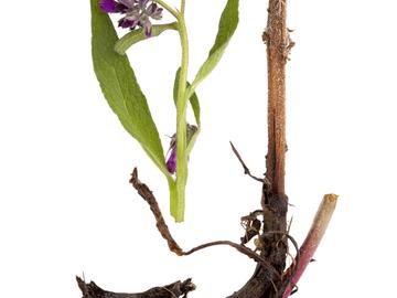 BRZ 20251022 1953 BOTANISCH Smeerwortel