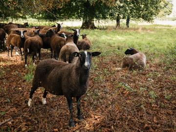 BRZ 20251022 1953 Schapen wol 6