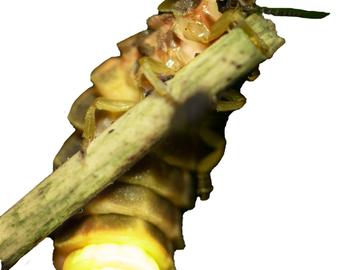 BRZ 20251112 1956 Beestig glimworm 2