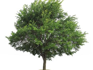 BRZ 20251126 1958 BOTANISCH Olm 114208132