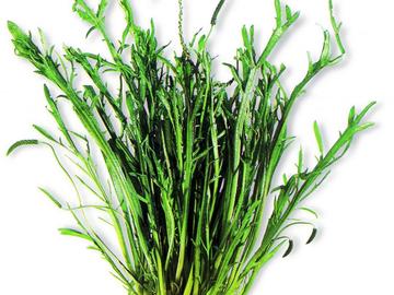 BRZ 20251203 1959 Botanisch Hertshoornweegbree