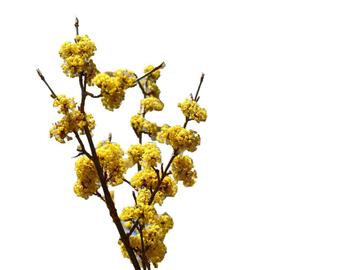 BRZ 20260114 1962 gele kornoelje copy