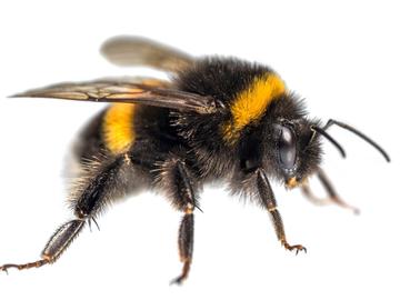 BRZ 20260128 aardhommel2