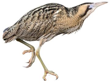 BRZ 202600204 1965 Beestig roerdomp