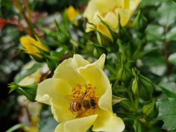 BRZ 20260610 1983 botanisch rosa bee gold