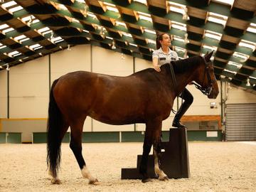 BRZ 20260701 1986 ruiter te paard