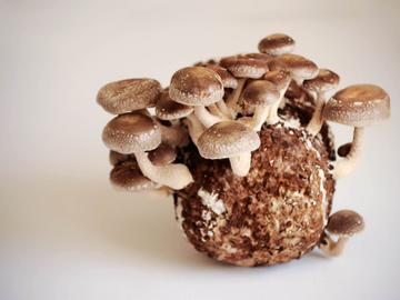 BRZ 20260701 1986 BOTANISCH Mycelium