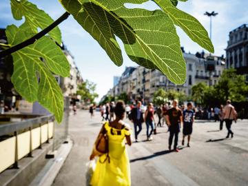 Bomen 1 Centrale Lanen BRUZZ ACTUA 1576