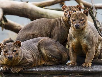 fossa fretkat