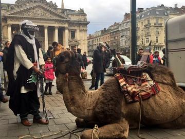 dromedaris in centrum brussel