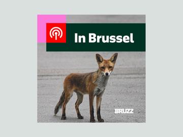 #40 In Brussel: De toestand van egels, vossen en andere wilde dieren in de stad