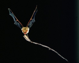 myotis myotis vleermuis