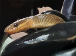 De slang is zo'n vijftig centimeter lang.