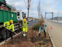 Twee arbeiders en minister Elke Van den Brandt planten een boom langs het nieuwe fietspad langs de Vilvoordsesteenweg