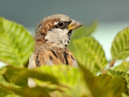 a0ca6720-sparrow-g190c178ba1920.jpg